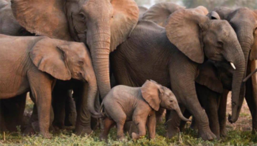 Safari wildlife experience in Mozambique